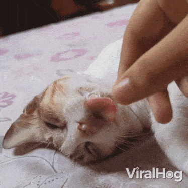 Pulling Your Tongue Out Cat GIF - Pulling Your Tongue Out Cat Viralhog GIFs