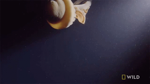 Jellyfish National Geographic GIF - Jellyfish National Geographic Floating GIFs