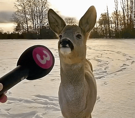 a person is holding a microphone with the number 3 on it in front of a deer