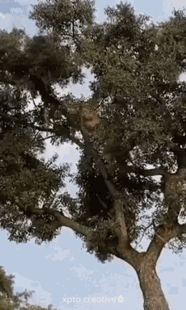 a tree with lots of branches and leaves and the word xpto creative on the bottom