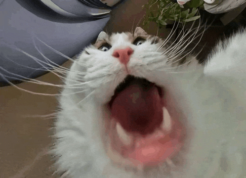 a close up of a cat 's mouth with its mouth open