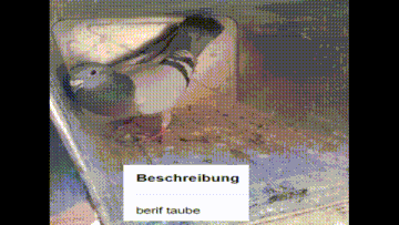 a picture of a pigeon in a box with the words beschreibung written on the bottom