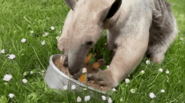 a dog is eating from a bowl in the grass .