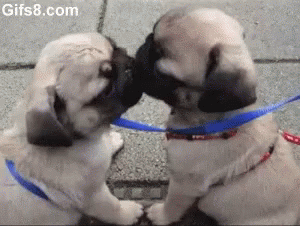 Dog Kiss GIF - Dog Kiss Pug GIFs