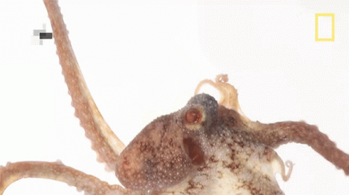 Octopuses Are Intelligent Octopuses101 GIF - Octopuses Are Intelligent Octopuses101 Smart Octopus GIFs