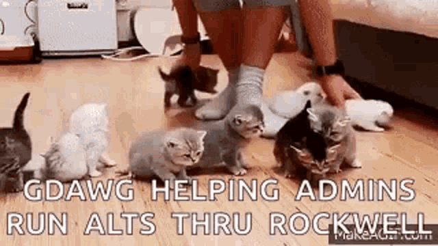 Wrangling Cats GIF - Wrangling Cats Kittens GIFs