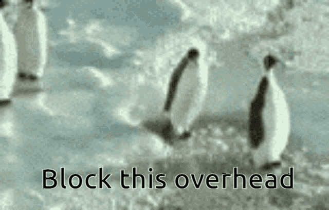 Penguin Slap GIF - Penguin Slap Overhead GIFs