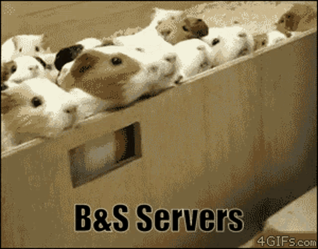 a bunch of guinea pigs in a box with the words b & s servers written on the bottom