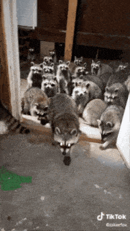 a bunch of raccoons are gathered together in a room with tiktok written on the bottom right