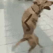 Dog Walking GIF - Dog Walking GIFs