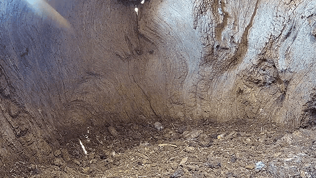 the sun shines through a hole in a tree