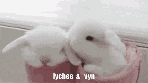 two small white rabbits are kissing in a pink bag .