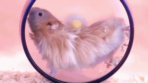 Chubby Hamsters GIF - Hamster Tired Fall GIFs