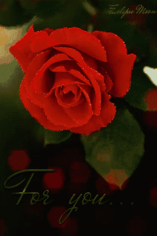 a red rose with the words " for you " written below it