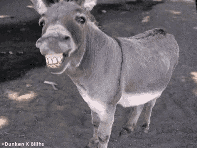 Hazzeron Donkey GIF - Hazzeron Donkey Small GIFs