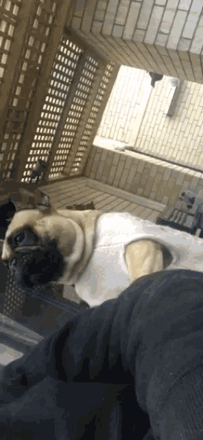 a pug dog wearing a white tank top is laying on someone 's lap
