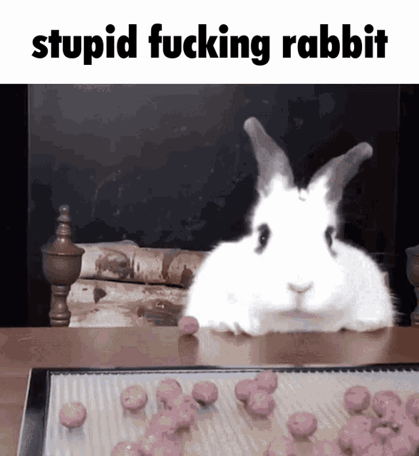 Stupid Rabbit GIF - Stupid Rabbit GIFs
