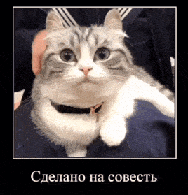a person is holding a gray and white cat with a black collar .