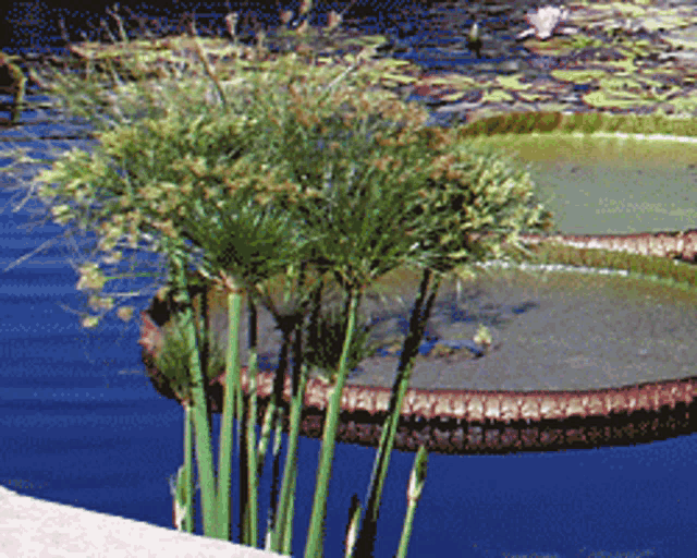 Water Plant Tall Grass GIF - Water Plant Tall Grass Egyptian GIFs
