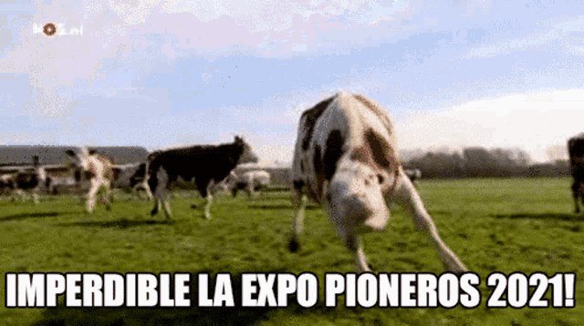 a group of cows running in a grassy field with the words imperdible la expo pioneros 2021