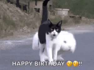 a black and white cat is carrying a dog on its back .