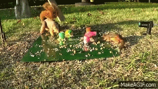 Squirrel Slinky GIF - Squirrel Slinky Surprise GIFs