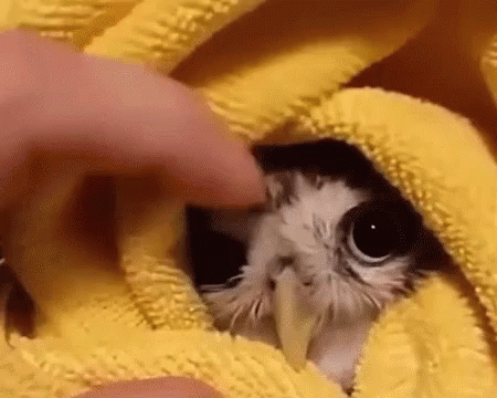 Chouette Cute GIF - Chouette Cute Owl GIFs