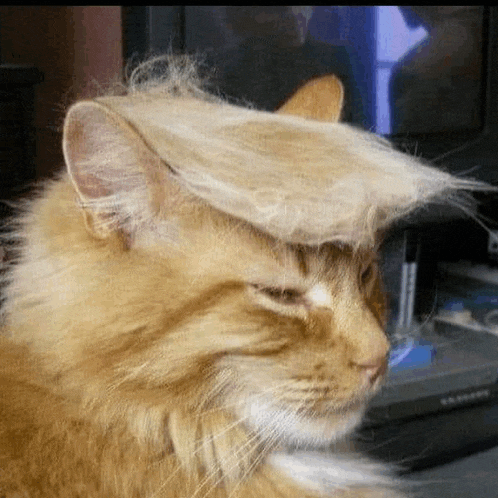 a cat with a wig on its head .