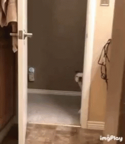Dog Surprise GIF - Dog Surprise What GIFs