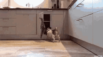 a dog is running through a kitchen cabinet .