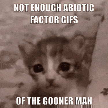 Sad Cat The Gooner GIF - Sad Cat The Gooner Abiotic Factor GIFs