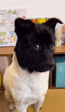 Black And White Dog Meme Serious Dog Meme GIF - Black And White Dog Meme Black And White Dog Serious Dog Meme GIFs