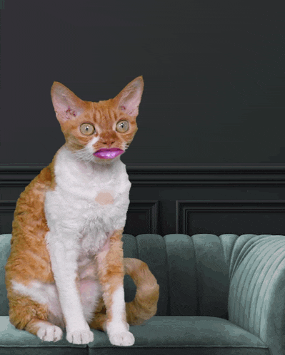 an orange and white cat with pink lips sits on a blue couch