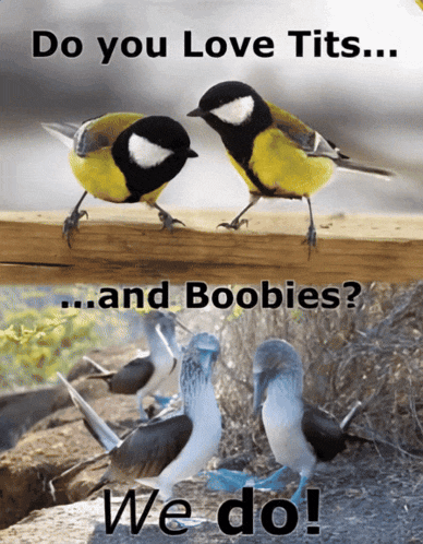 two birds are standing next to each other with the words do you love tits and boobies we do