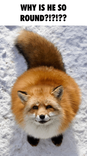 a picture of a fox with the words why is he so round