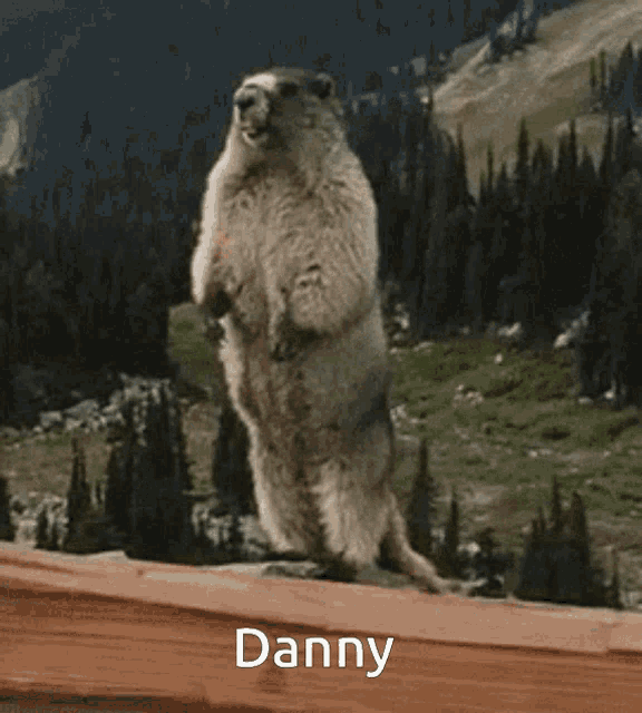 Danny Yelling GIF - Danny Yelling Marmot GIFs
