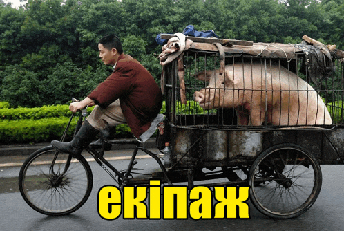 свинья свинка Meme