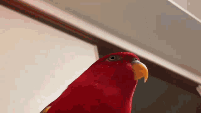 Pájaro Riendose GIF - Pájaro Riendose GIFs