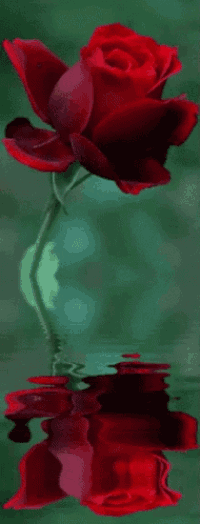 a single red rose is reflected in the water .