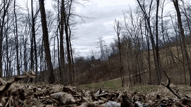a pile of leaves in the foreground of a forest with power lines in the background