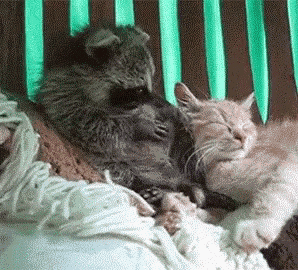 Pkpk01 Funny Animals GIF - Pkpk01 Funny Animals Coon And Cat GIFs