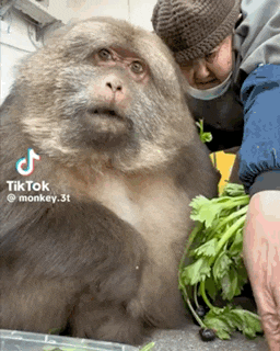 a man is feeding a large monkey a bunch of greens .