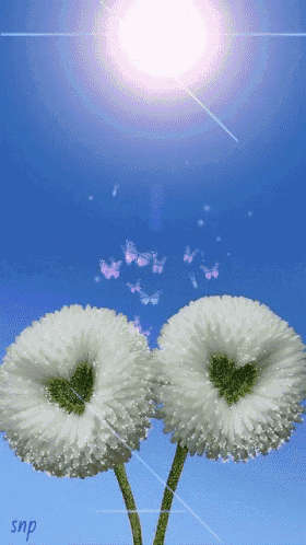 two white flowers are against a blue sky with snp written on the bottom