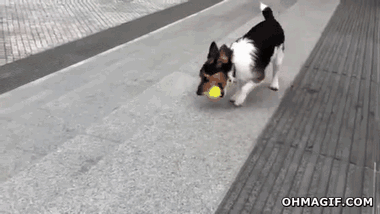 Self-sufficient Dog GIF - Dog Ball Run GIFs