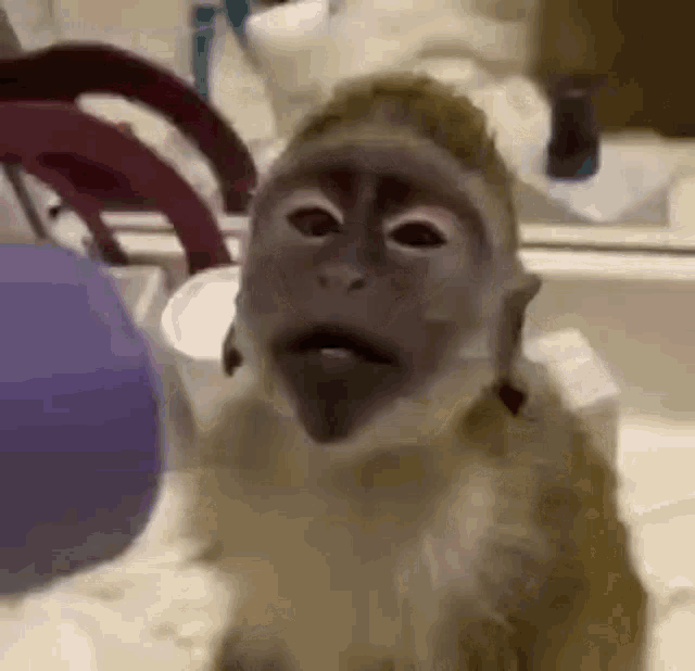 a monkey is sitting in a bathroom next to a sink and looking at the camera .