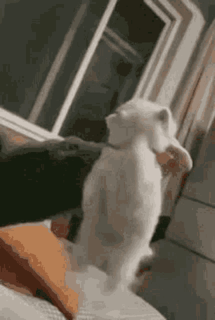 a white cat is standing on its hind legs next to a person .