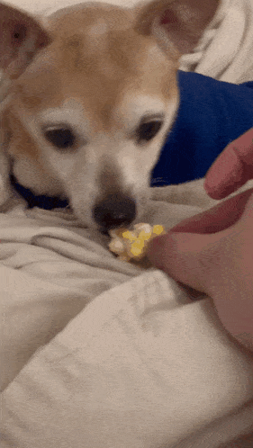 a close up of a dog eating popcorn on a bed