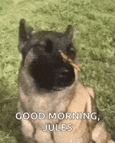 a dog is sitting in the grass with a butterfly in its mouth and says `` good morning , jules '' .