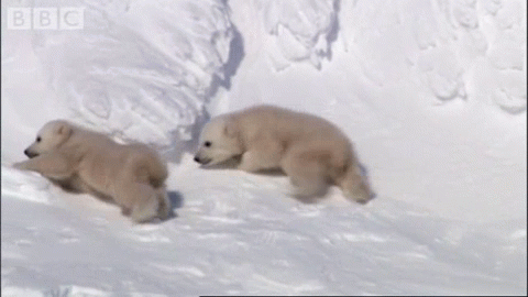 Polar Bear Cub Slips GIF - Polarbear Cubs Firstspring GIFs
