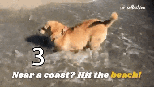 a dog is playing in the water near a coast